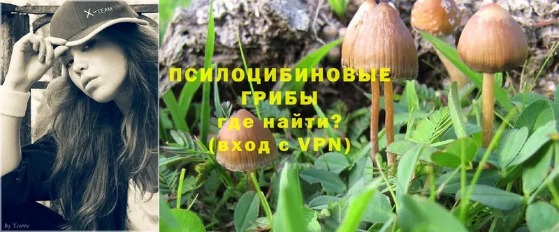 ссылка на мегу   Кострома  Галлюциногенные грибы Psilocybine cubensis 